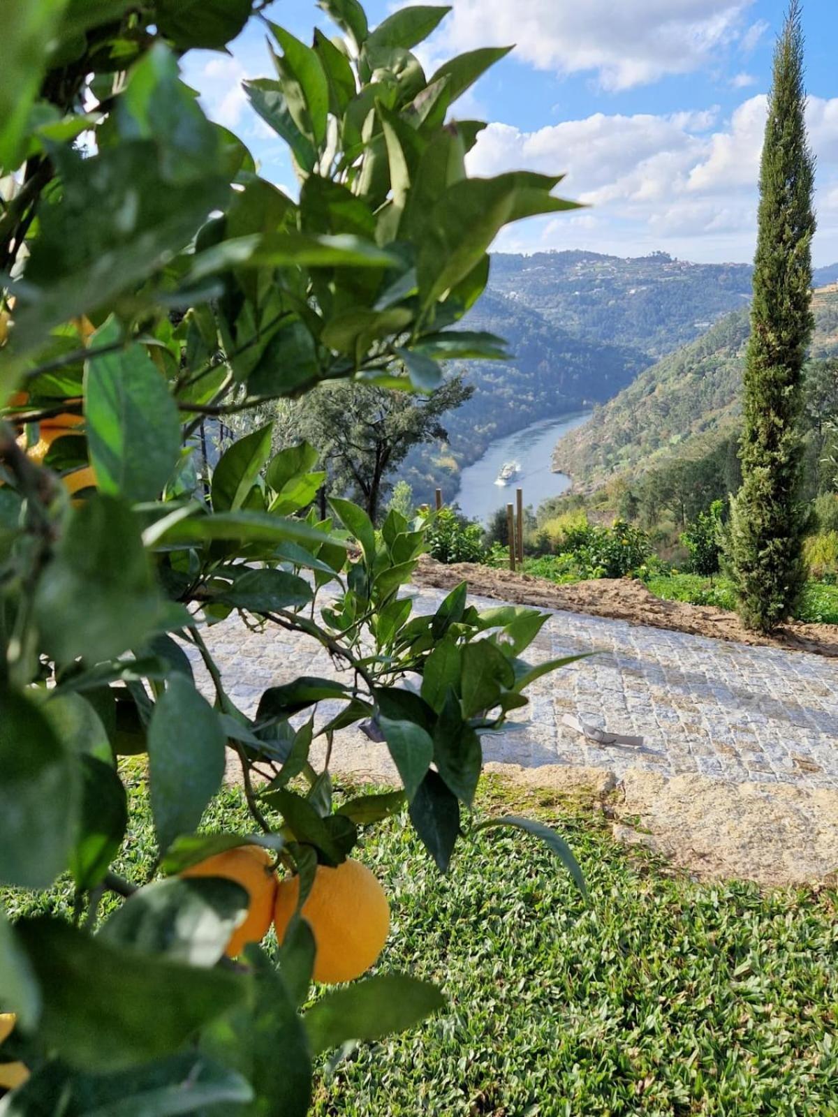 Javardo - Family House - Douro Penha Longa Екстериор снимка